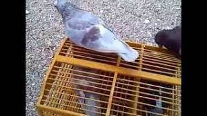 Warna bulu merpati balap yang sering juara. Warna Bulu Merpati Balap Yang Sering Juara Youtube