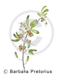 Image result for Pappea capensis