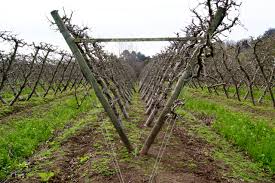 Can i use honeycrisp apples for apple pie? Pruning A Continued Conversation With The Trees Live Earth Farm