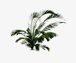 Find images of tropical plants. Tropical Plants Png Download Tropical Plants Palm Png Png Image Transparent Png Free Download On Seekpng