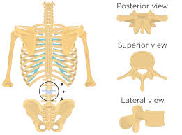 Image result for Lumbar vertebrae