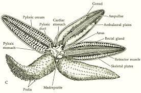 Sea Star Dissection Water Experiments Zoology Sea Star