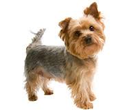 Silky Terrier Racas De Caes Informacoes Sobre Caes Da Raca Silky Terrier Hill S Pet