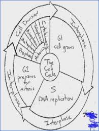During what stage does the g1, s, and g2 phases happen? Cell Cycle Drawing Worksheet At Paintingvalley Com Explore Collection Of Cell Cycle Drawing Worksheet