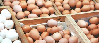 Kami berupaya menghadirkan info harga telur ayam ras terkini semaksimal mungkin setiap hari sebagai komitmen dan dedikasi ardhi borneo gemilang kepada dunia peternakan unggas khususnya. Update Terkini Harga Telur Satu Peti Di Pasaran Daftar Harga Tarif