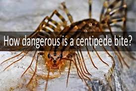 Black And Yellow Centipede Philippines How Dangerous Is A Centipede Bite Are They Poisonous Symptoms To Treatment