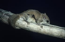 Keeping And Caring For Pet Southern Flying Squirrels