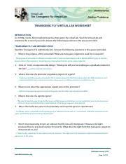 An organism that contains one or more artificially inserted genes, typically from another species. Transgenic Fly Lab Worksheet Student 4 Pdf Virtual Lab The Transgenic Fly Virtual Lab Abdisa Taddese Transgenic Fly Virtual Lab Worksheet Course Hero