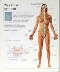 Video for principles of health science introduction to anatomy and physiology unit. Visual Dictionary Of The Human Body