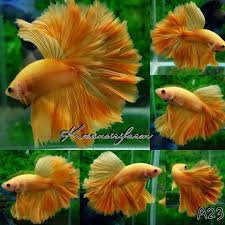 Fwbettashm1521875795 Hm Super Yellow Betta Fish Fish Colorful Fish