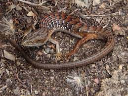 Check spelling or type a new query. California Alligator Lizard Reptiles Amphibians And Mammals Of Foothill College Los Altos Hills Ca Inaturalist