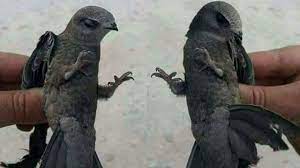 94 Foto Gambar Burung Ababil Terlihat Keren