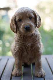 I live in deleon springs florida. Puppy Availability Australian Labradoodle Puppies For Sale Serving Washington Seattle Medina Belle Labradoodle Puppy Puppies Labradoodle Puppies For Sale
