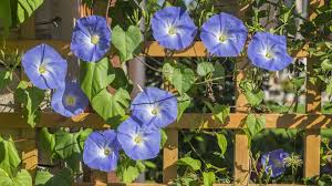 Image result for Ipomoea tricolor