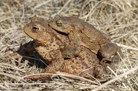 Grammatische geschlecht von erdkröte ist feminin und der bestimmte artikel ist die. Erdkrote Lbv Gemeinsam Bayerns Natur Schutzen