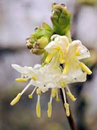 Winter honeysuckle is a shrub with white flowers that open in late winter or early spring. 10 Beautiful Flowering Plants To Brighten The Winter Garden Planting Flowers Winter Garden Honeysuckle Cottage