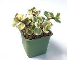 Image result for Grona afra