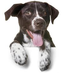 The Natural Dog Food Company Where Good Health Comes Naturally
