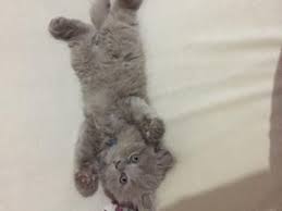 Kedi Kayseri Fiyatlari Ikinci El Sifir Kiralik Ilanlar