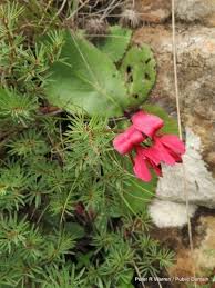 Image result for Indigofera hedyantha