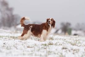 The welsh springer spaniel is an energetic and lively dog that needs plenty of regular exercise, including a daily, long walk. Springer Spaniel Welsh Hunde Informationen Zu Den Rassen Omlet