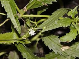 Image result for Adenostemma mauritianum