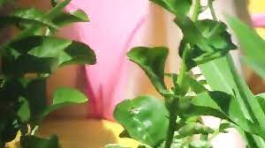 Guy with underwater cam follows around women on nudist beach. Bikini Girl Cameltoe In Beach Voyeur Video Voyeurstyle Com