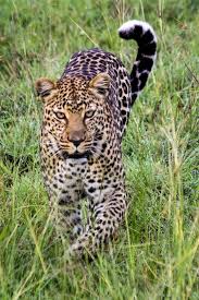 Top 25 Safari Pictures The Wanderlust Kitchen Pictures Safari Europe Travel Outfits