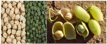 Image result for Cicer arietinum