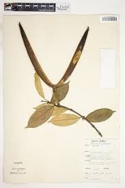 Image result for Oncinotis