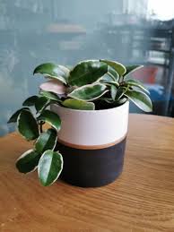 It is a very easy going plant with thick, leathery, succulent oval leaves which are often speckled with white or pink markings. Hoya Carnosa Tricolor Variegated Potted Plant With White Terracotta Pot Or Ceramic Pot Furniture Home Living Gardening Plants Seeds On Carousell