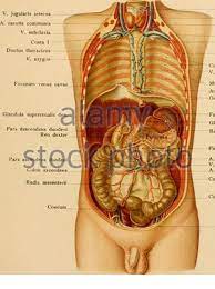 Shahab shahid mbbs • reviewer: Atlas Und Lehrbuch Der Topographischen Und Angewandte Anatomie Registerkarte J Kehlkopf Glandula Thyreoideam Scalenus Anterior V Anonvma Sunde M Pectoralis Minor M Pectoralis Major V Hemiazygos Costae Mm Intercostalesaorta