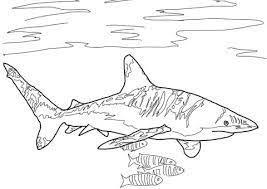 coloriage requin longimane coloriages a imprimer gratuits de chat javanais