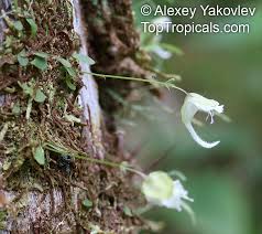 Image result for Utricularia sp.no.1