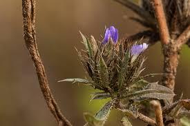 Image result for Blepharis bainesii