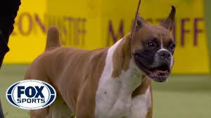 After the show was moved to. Wilma The Boxer Wins The Working Group At 2020 Westminster Dog Show Fox Sports Youtube