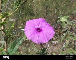 Image result for Ipomoea magnusiana