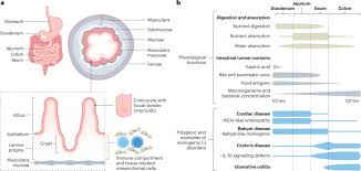 Image result for Intestinal Enteropathy