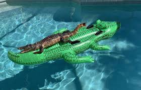 31 charlie ontiveros ✅ dec. Jacare E Flagrado Por Turista Relaxando Sobre Boia De Jacare Jornal Correio Noticias E Opinioes Que A Bahia Quer Saber