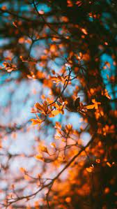 Iphone Wallpapers Wallpapers Iphone Hintergrundbilder Fall Wallpaper Tumblr Fall Backgrounds Iphone Cute Fall Wallpaper