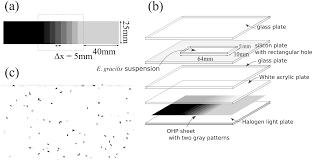 Euglena (see euglena coloring sheet). Plos One The Flux Of Euglena Gracilis Cells Depends On The Gradient Of Light Intensity