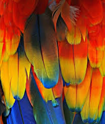 Birds Of A Feather New Vegas Bug Primary Colors What S My Favorite Color Bird Feathers Macaw Feathers