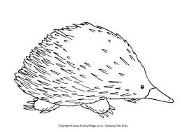 Echidna Colouring Page Animal Line Drawings Animal Stencil Wildlife Quilts