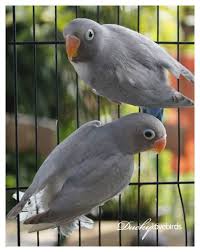 We did not find results for: Spangle Black Cheek Love Birds Love Birds Pet Pet Birds