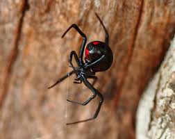Scientists have reportedly considered investigating the use. What S The World S Deadliest Spider Howstuffworks