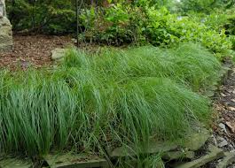 Image result for Carex petitiana