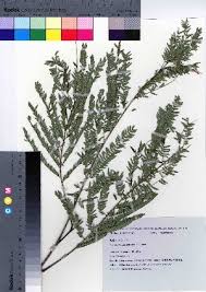 Image result for Albizia schimperiana