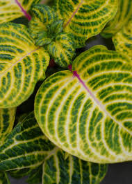 Image result for Iresine