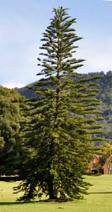 Image result for Araucaria columnaris