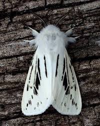 Black And White Spotted Moth Pa Pin On Mariposas